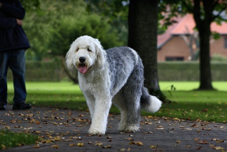 Hundewiese Eickhorst